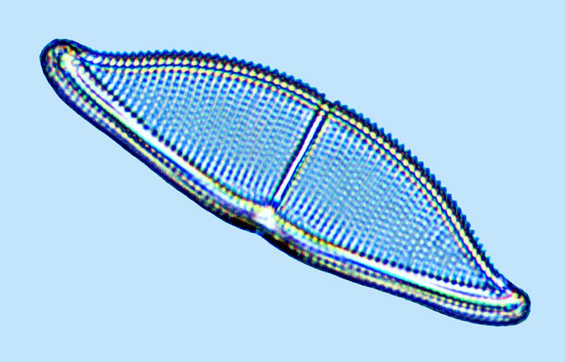 Amcadifa Amphora ostrearia